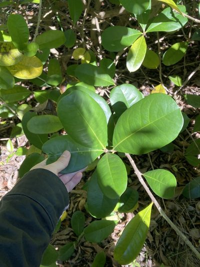 Amphitecna latifolia, photographed by Jade Fortnash