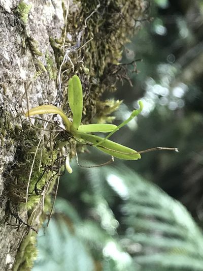Angraecum sacciferum, photographed by Ren Hoekstra