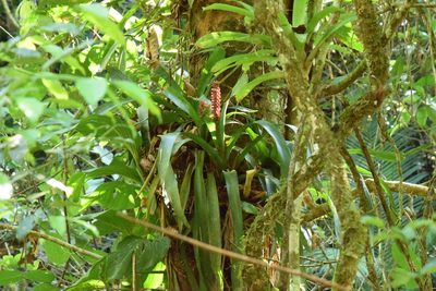 Aechmea cylindrata, photographed by Cajá-manga