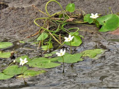 Nymphoides humboldtiana, photographed by Annika Lindqvist