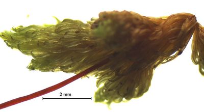Macromitrium longipes, photographed by John Steel