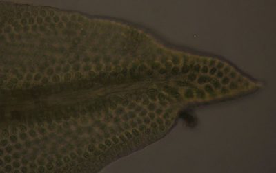 Macromitrium longipes, photographed by John Steel