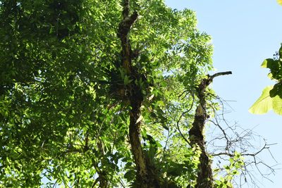 Aechmea cylindrata, photographed by Cajá-manga