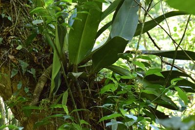 Philodendron martianum, photographed by Cajá-manga