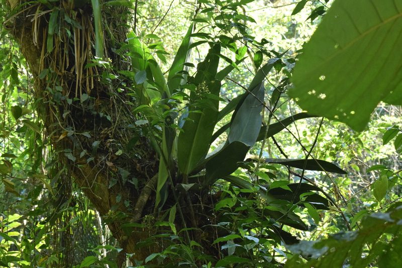 Philodendron martianum, photographed by Cajá-manga