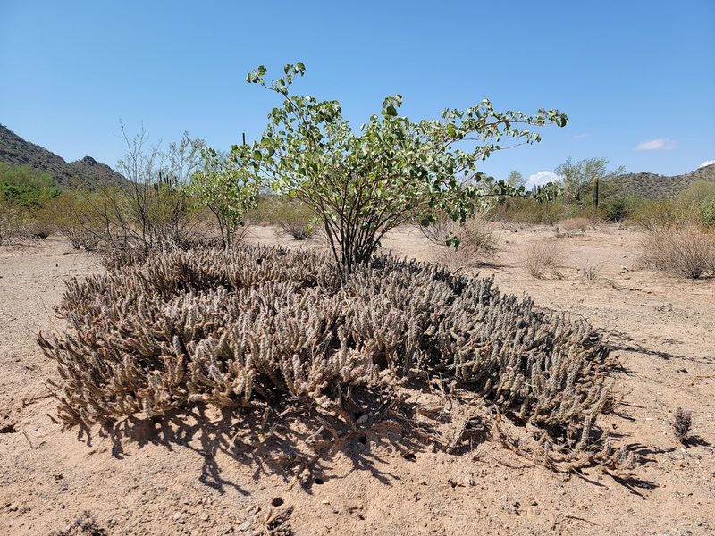 Grusonia marenae, photographed by Michelle Cloud-Hughes