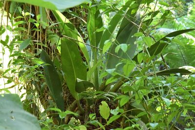Philodendron martianum, photographed by Cajá-manga