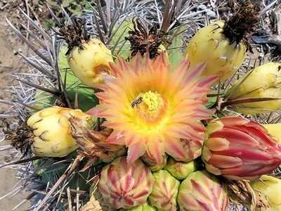 Ferocactus herrerae, photographed by Michelle Cloud-Hughes