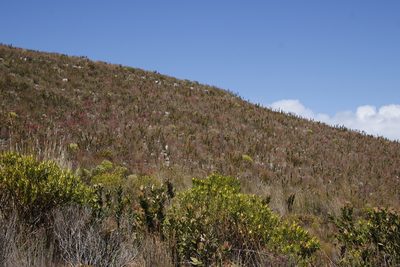 Mimetes saxatilis, photographed by Tony Rebelo