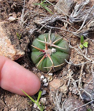 Echinocactus horizonthalonius, photographed by Michelle Cloud-Hughes