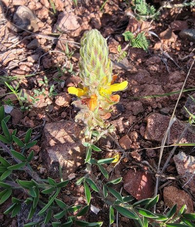 Dalea prostrata, photographed by Michelle Cloud-Hughes