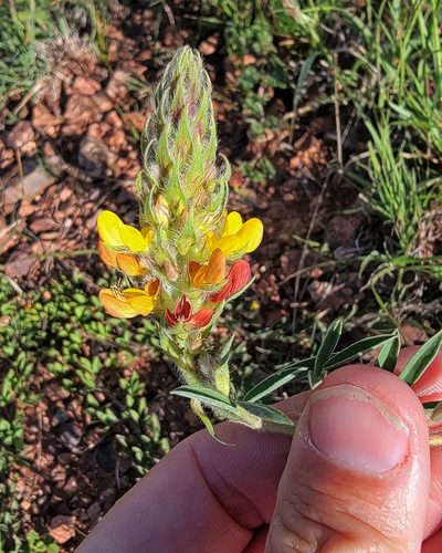 Dalea prostrata, photographed by Michelle Cloud-Hughes