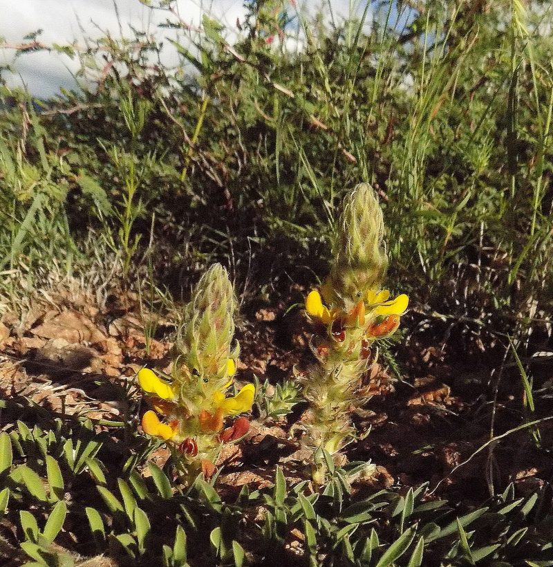Dalea prostrata, photographed by Michelle Cloud-Hughes
