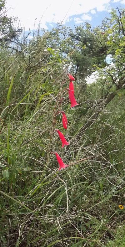 Penstemon lanceolatus, photographed by Michelle Cloud-Hughes