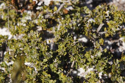 Aspalathus marginata, photographed by Tony Rebelo