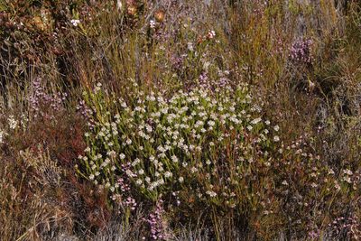 Spatalla squamata, photographed by Tony Rebelo