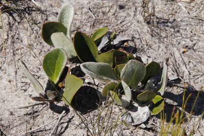 Mairia coriacea, photographed by Tony Rebelo