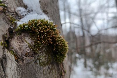 Ulota coarctata, photographed by Quinten Wiegersma