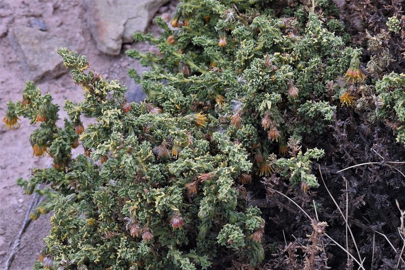 Senecio nutans, photographed by Hugo Hulsberg