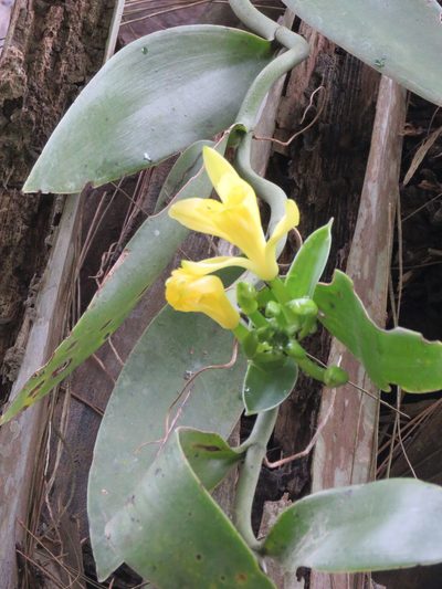 Vanilla palmarum, photographed by Vincent A. Vos