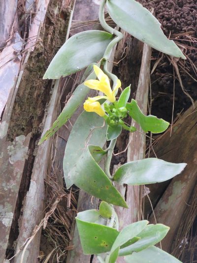 Vanilla palmarum, photographed by Vincent A. Vos