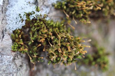 Ulota coarctata, photographed by Quinten Wiegersma