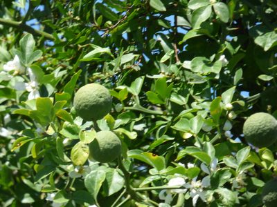 Citrus trifoliata, photographed by Pablo H Capovilla