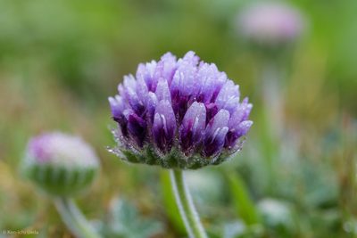 Trifolium grayi, photographed by Ken-ichi Ueda