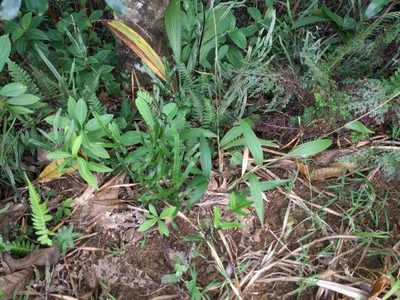 Setaria palmifolia, photographed by Kevin Faccenda