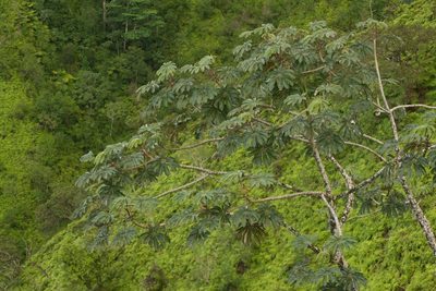 Cecropia obtusifolia, photographed by Kevin Faccenda