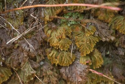 Hymenophyllum obtusum, photographed by Kevin Faccenda