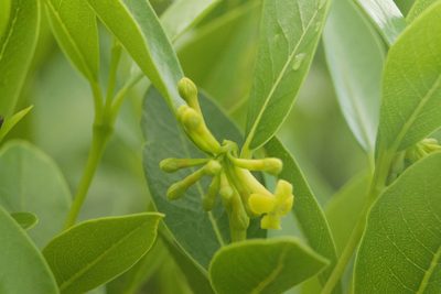 Wikstroemia oahuensis, photographed by Kevin Faccenda