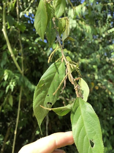 Acalypha diversifolia, photographed by Skjold Søndergaard