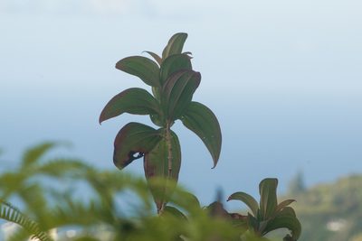 Oxyspora paniculata, photographed by Kevin Faccenda