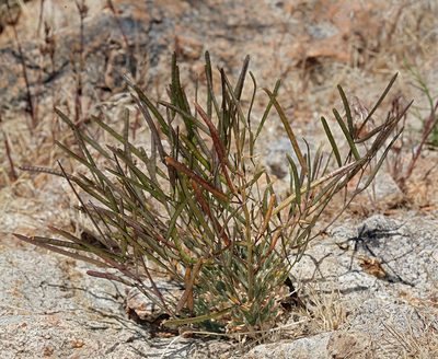 Boechera dispar, photographed by Steve Matson