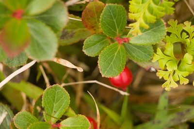 Vaccinium dentatum, photographed by Kevin Faccenda