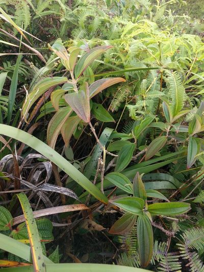 Oxyspora paniculata, photographed by Kevin Faccenda