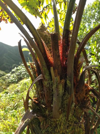 Cibotium menziesii, photographed by Kevin Faccenda