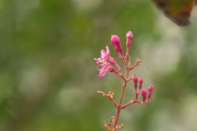 Oxyspora paniculata, photographed by Kevin Faccenda