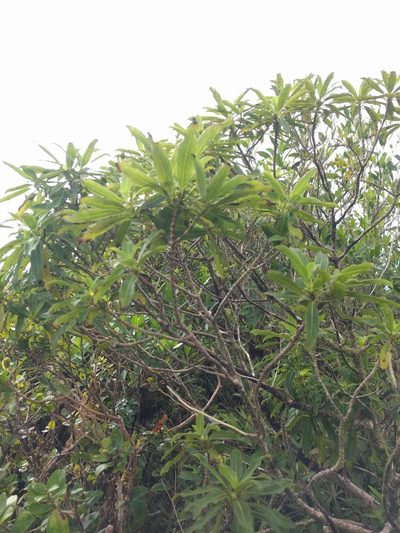 Coprosma longifolia, photographed by Kevin Faccenda