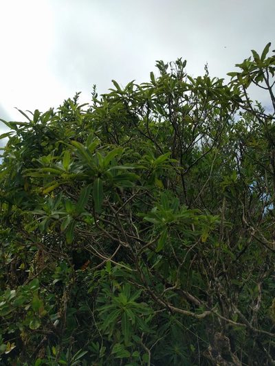 Coprosma longifolia, photographed by Kevin Faccenda