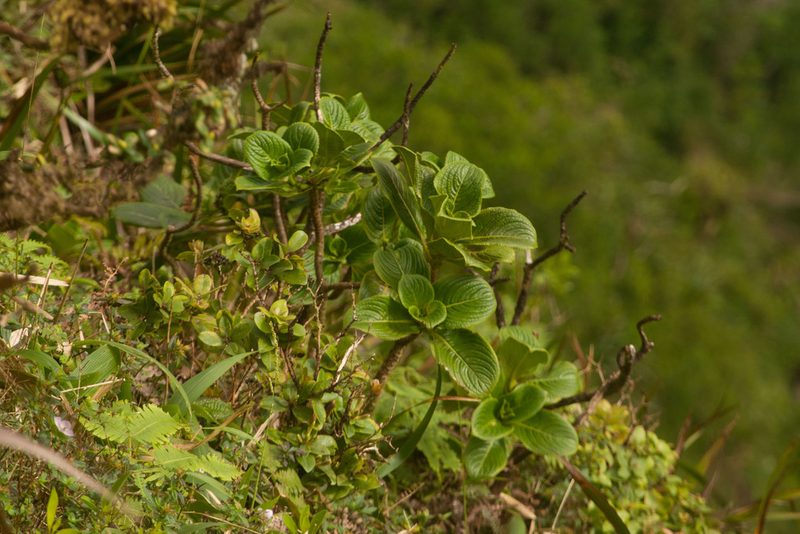 Hydrangea arguta, photographed by Kevin Faccenda