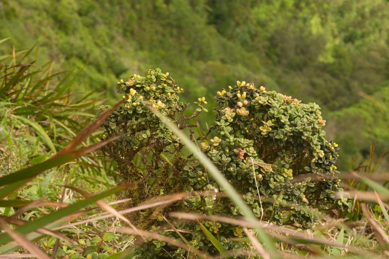 Metrosideros rugosa, photographed by Kevin Faccenda