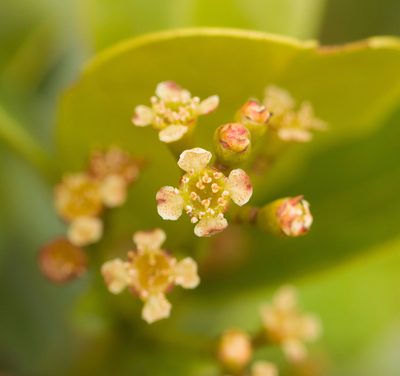 Syzygium sandwicense, photographed by Kevin Faccenda