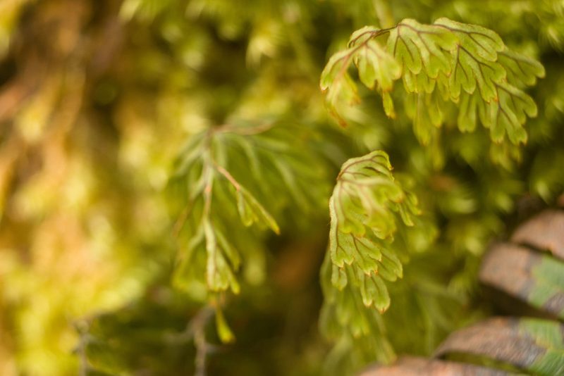 Hymenophyllum lanceolatum, photographed by Kevin Faccenda