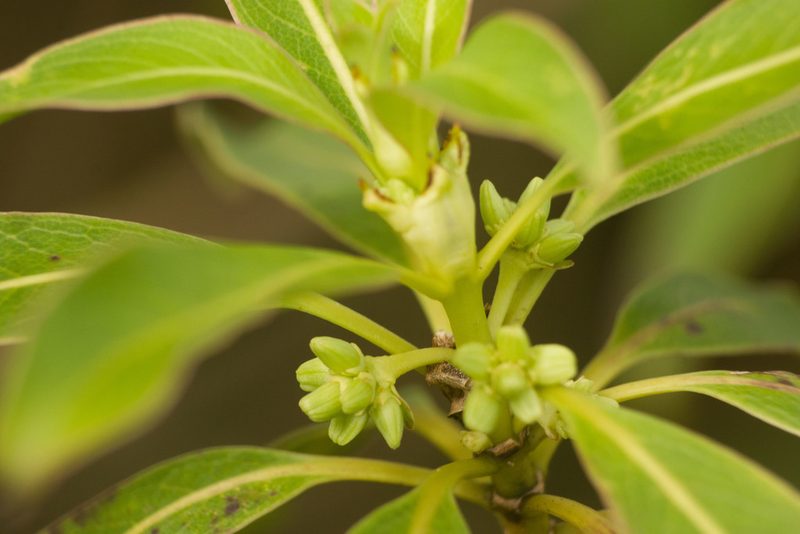 Coprosma longifolia, photographed by Kevin Faccenda