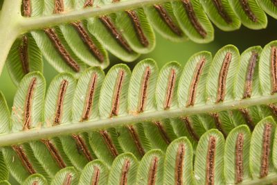 Sadleria pallida, photographed by Kevin Faccenda