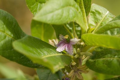 Scaevola mollis, photographed by Kevin Faccenda