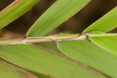 Isachne distichophylla, photographed by Kevin Faccenda