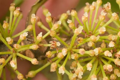 Myrsine lessertiana, photographed by Kevin Faccenda
